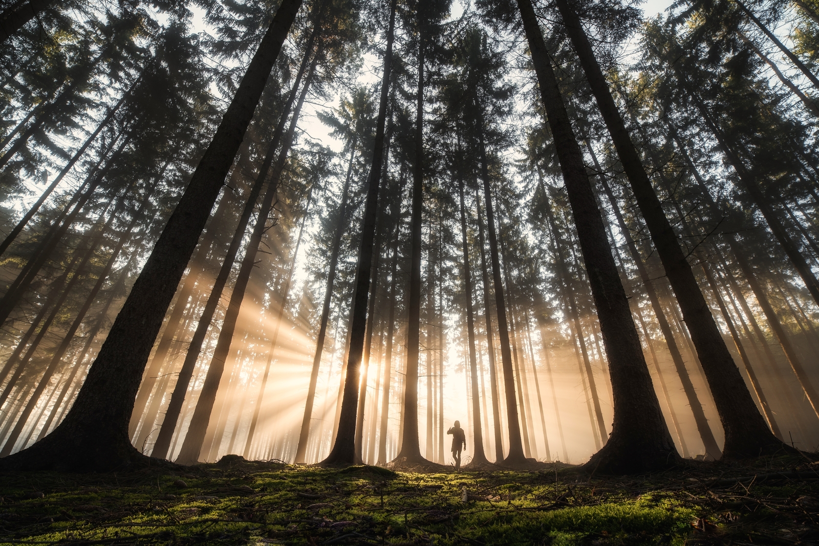 Person walking through a spruce forest in morning light