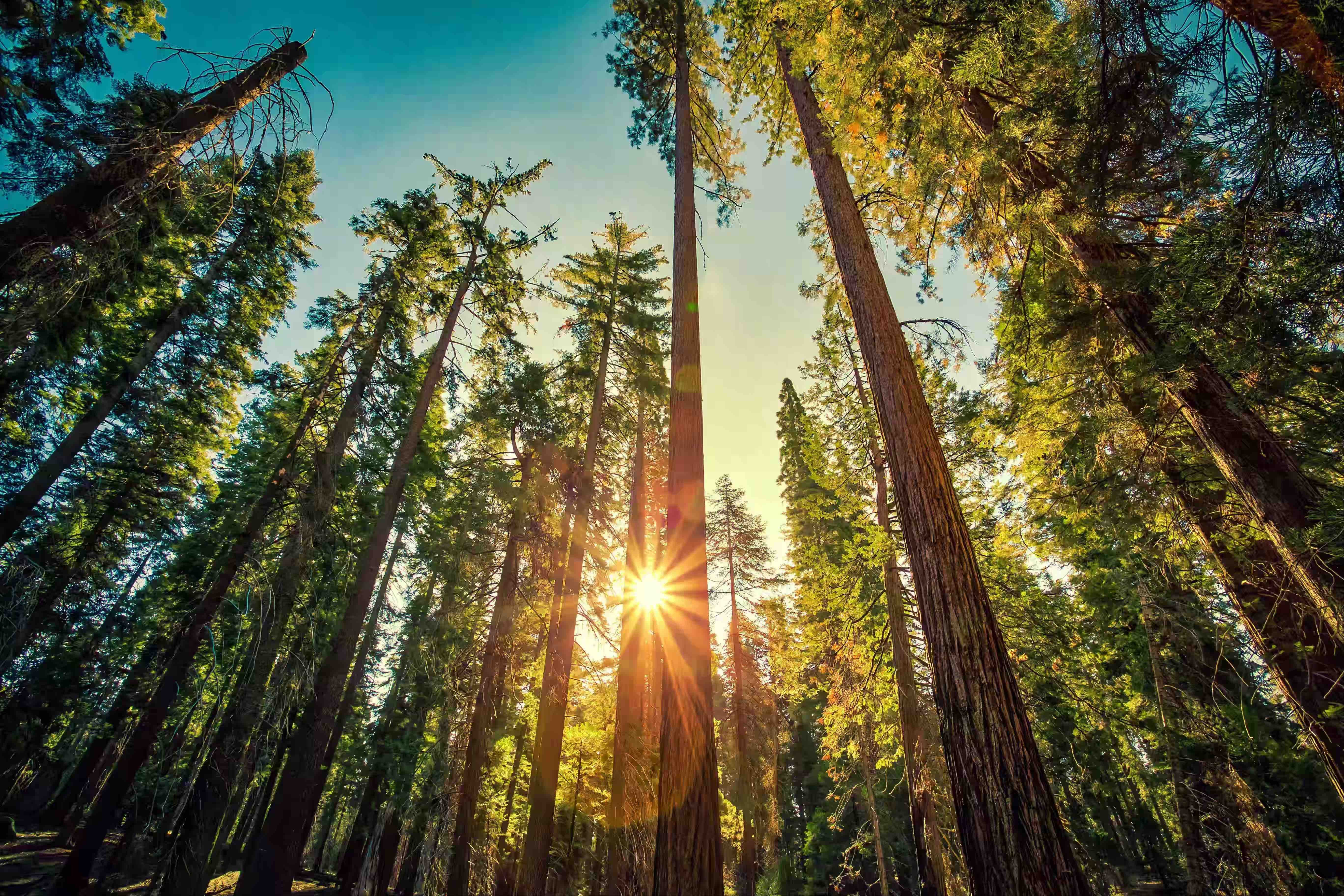 forest-of-sequoias-in-the-mariposa-grove-at-yosemi-2026-04-14-00-10-24-utc-3-2